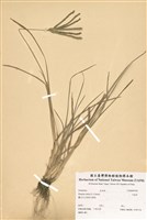 藏品(牛筋草)的圖片